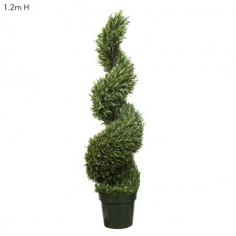 Rosemary Leaf Spiral Tree 1.2m (Min Order 2)