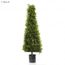 Boxwood Pyramid Tree 1m