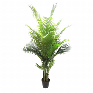 Areca Palm 1.7m