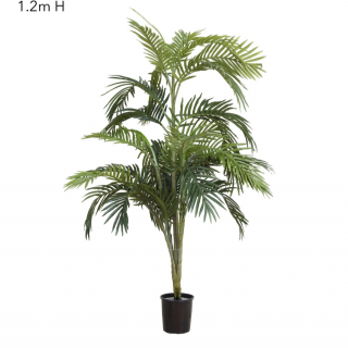 Areca Palm 1.2m (Min Order 4) (Due 28/2/23)