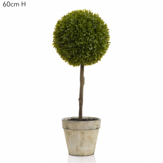 Boxwood Topiary 60cm (Min Order 2)