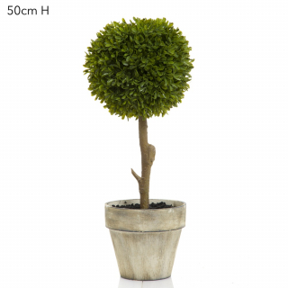 Boxwood Topiary 47cm (Min Order 4)