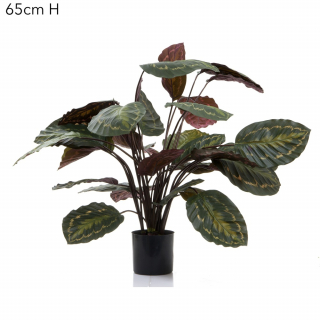 Calathea Fasciata 65cm Green/Red
