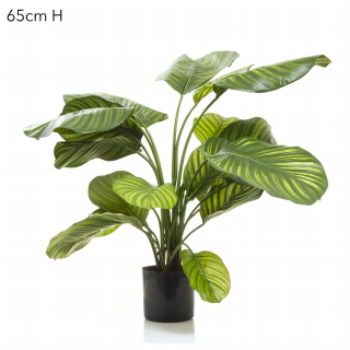 Calathea Fasciata 65cm Green (Minimum Order 2)