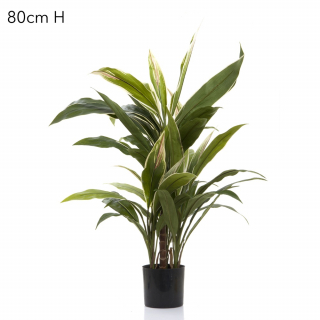 Cordyline Tree 80cm