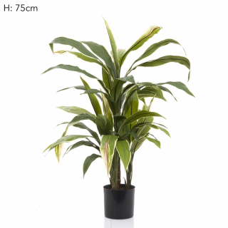 Cordyline Plant Green/Yellow 75cm