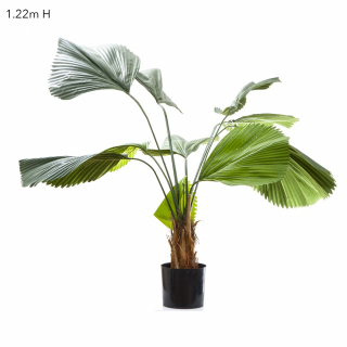 Fan Palm 1.22m