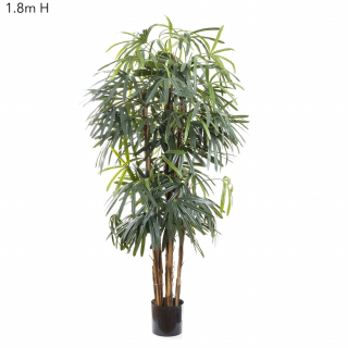 Raphis (Broad Leaf) Palm 1.8m