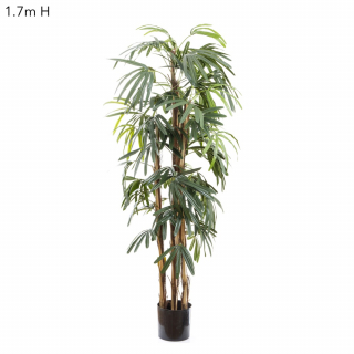 Raphis (Thin Leaf) Palm 1.7m